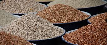 Commercial Seeds Market